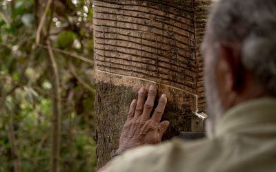 A Falsa Promessa – Episódio Madeira Mamore